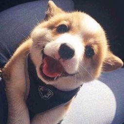 酷二狗观看国产的视频,国产影视盛宴，笑点泪点齐飞